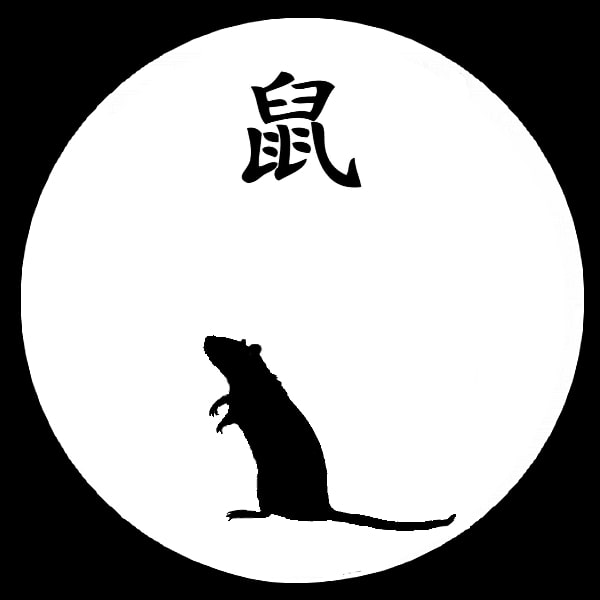 Omnre Chinoise Rat
