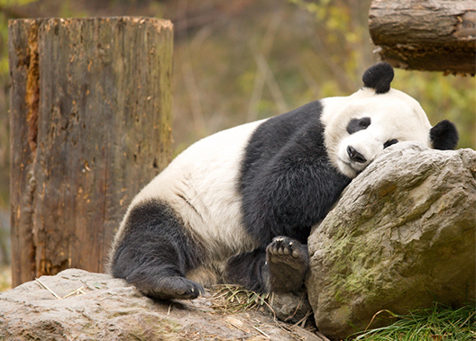 10 Interesting Facts about Giant Pandas 